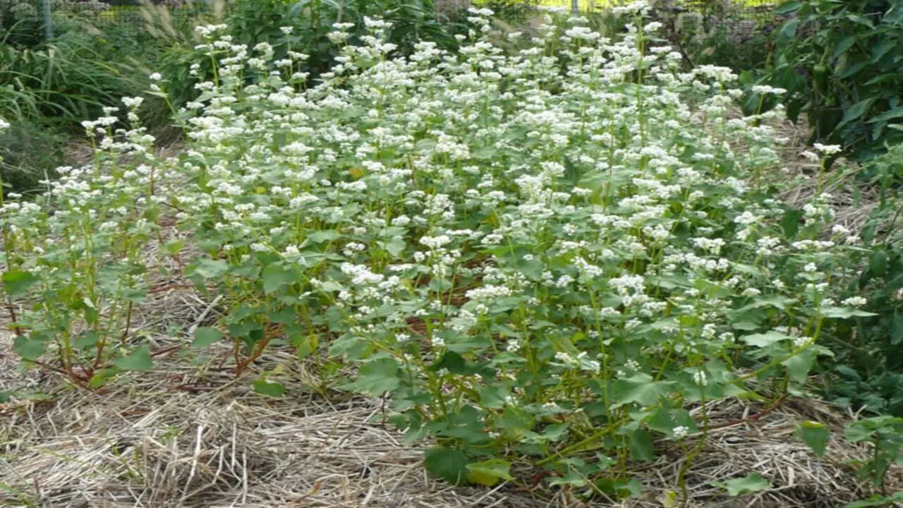 Buckwheat Cover Crop - Suppressing Weeds