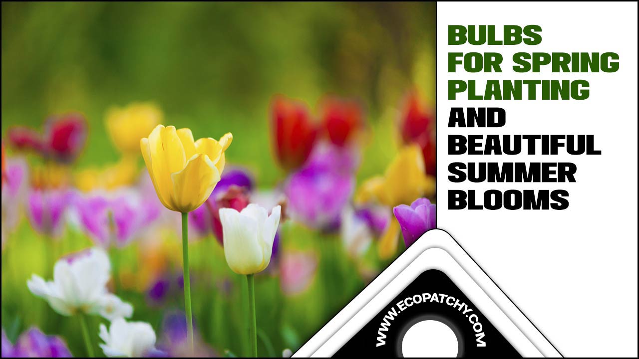 Bulbs For Spring Planting And Beautiful Summer Blooms
