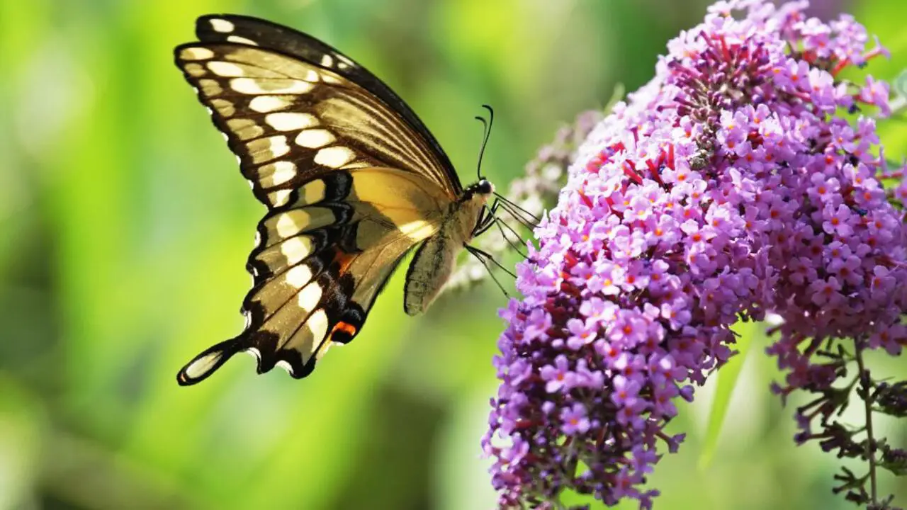 Butterfly Bush Care Starts With Choosing The Right Planting Location