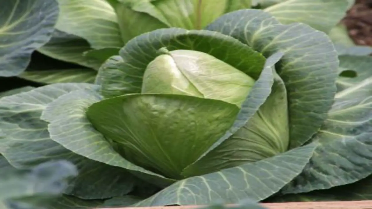 Cabbage (Brassica Oleracea)