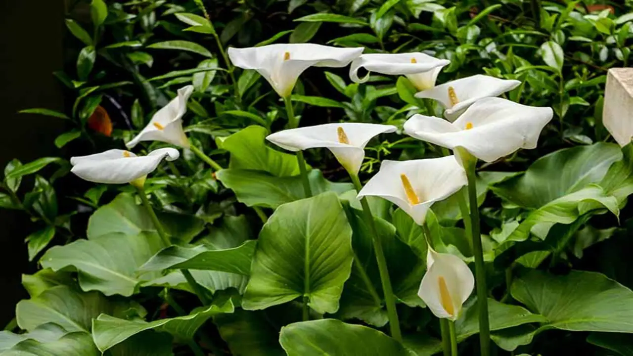 Calla Lily (Zantedeschia Aethiopica)