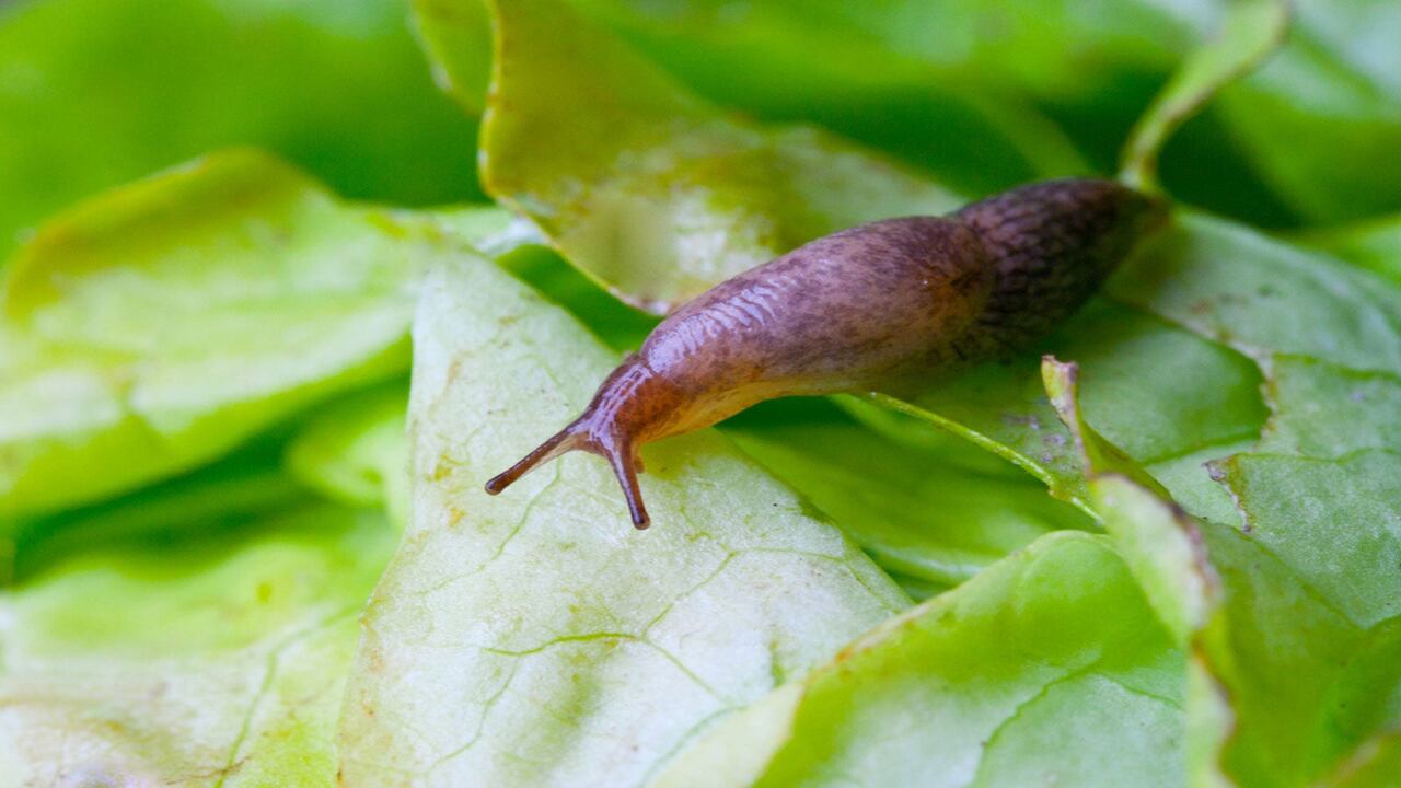 Can Beer Traps Really Help In Controlling Slugs And Snails