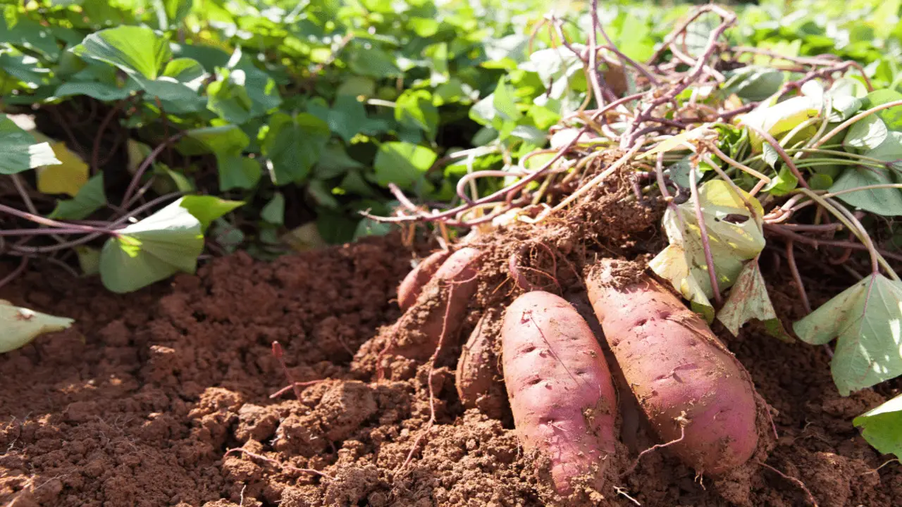 Can Companion Planting Boost Sweet Potato Yield