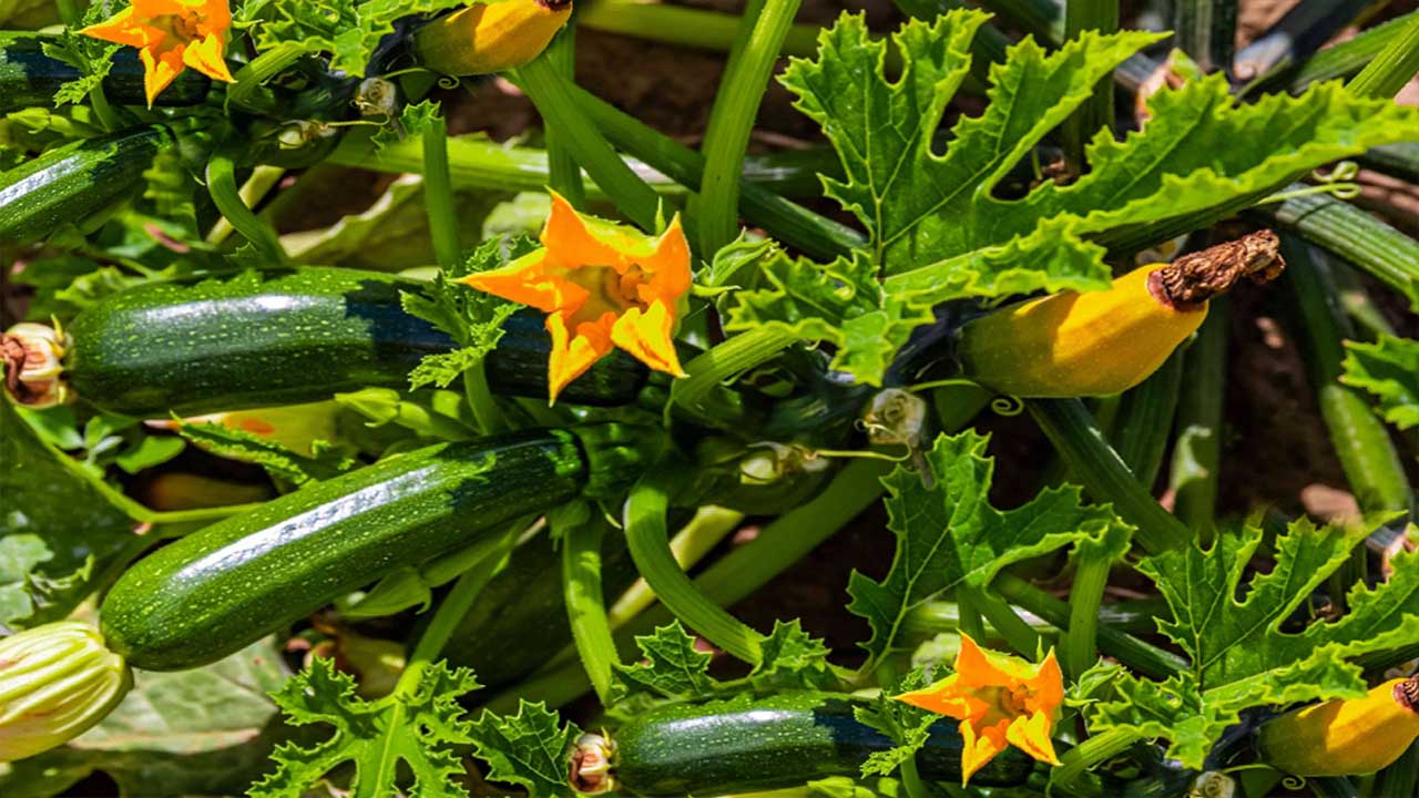Can Companion Planting Improve The Yield Of Zucchini