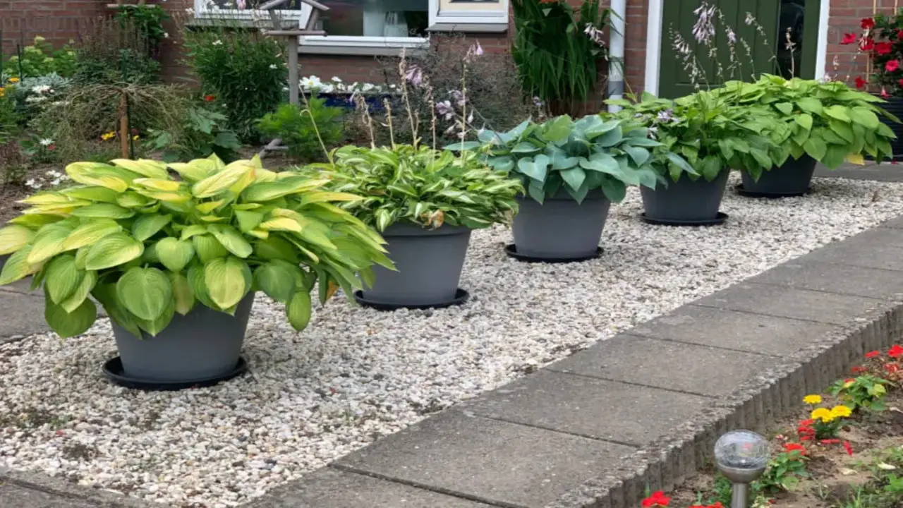Can I Divide My Container Grown Hostas