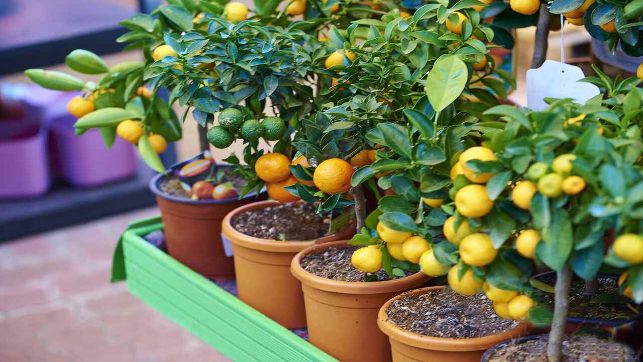 Can I Grow Fruit Trees In A Greenhouse - Growing Delicious Harvests