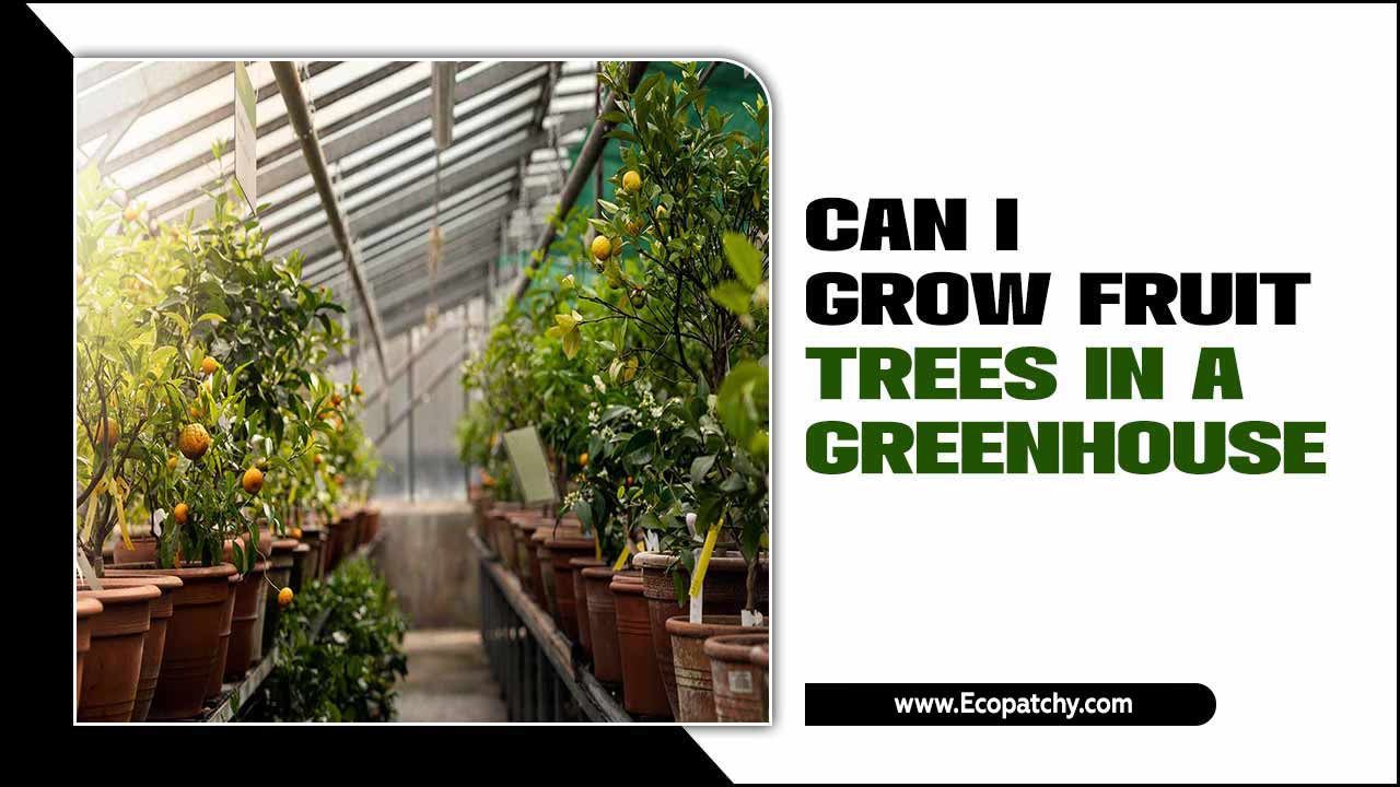 Can I Grow Fruit Trees In A Greenhouse