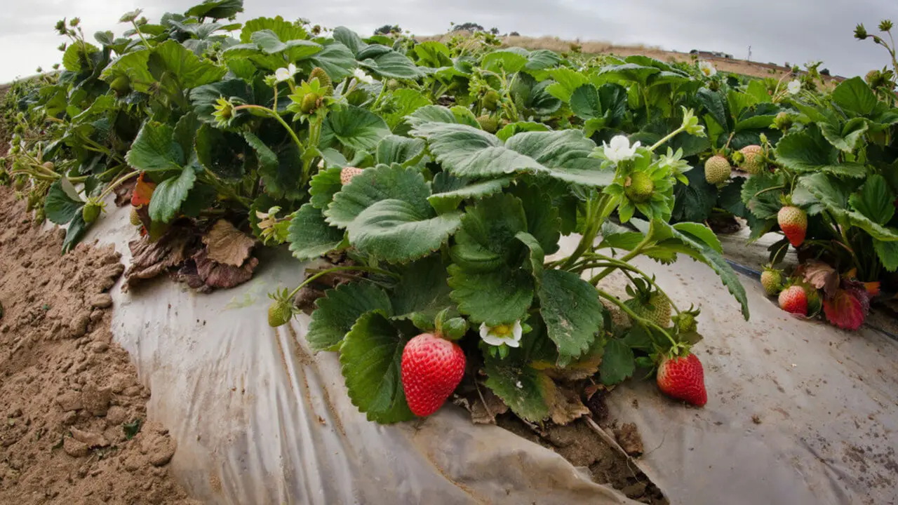 Can Strawberry Plants Benefit From Companion Planting