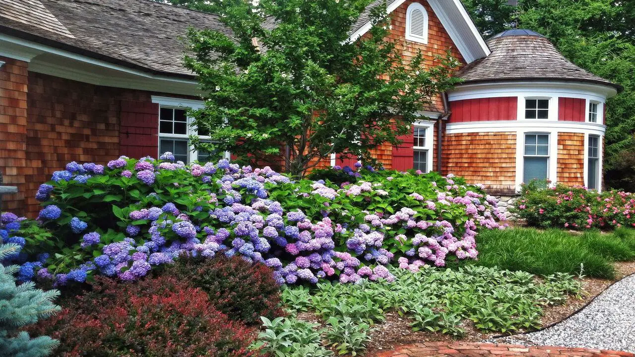 Can These Flowering Bushes Enhance The Curb Appeal Of Your House