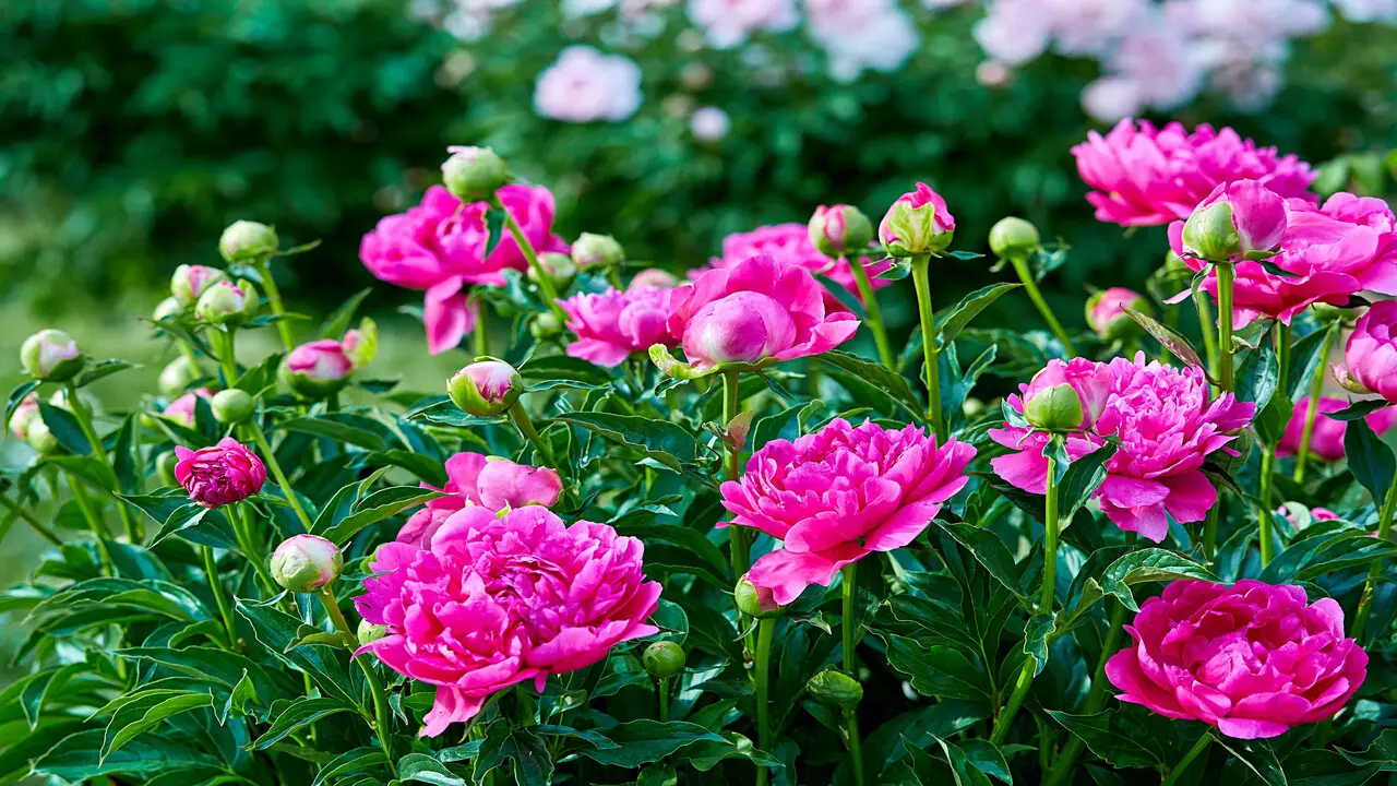 Can You Plant Peonies In The Spring Explained