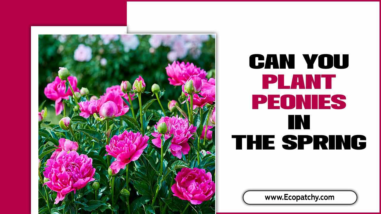 Can You Plant Peonies In The Spring