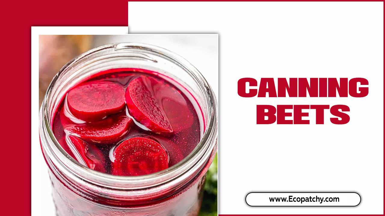 Canning Beets