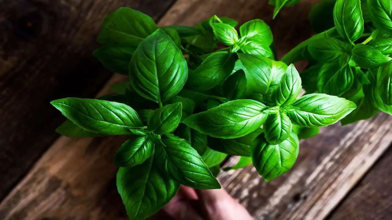 Caring For Basil Plants - Watering, Fertilizing, And Pruning