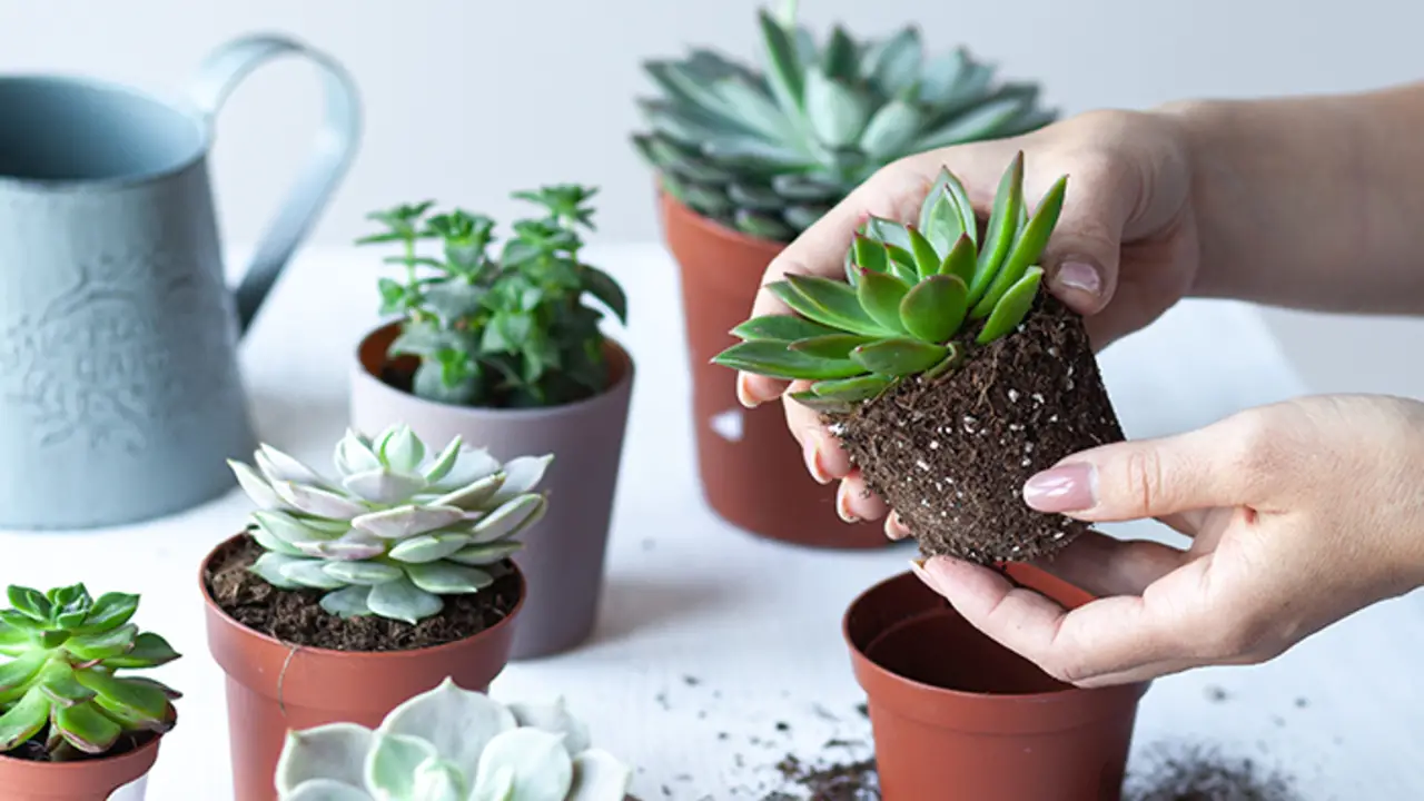 Caring For Established Succulents - Maintenance And Growth