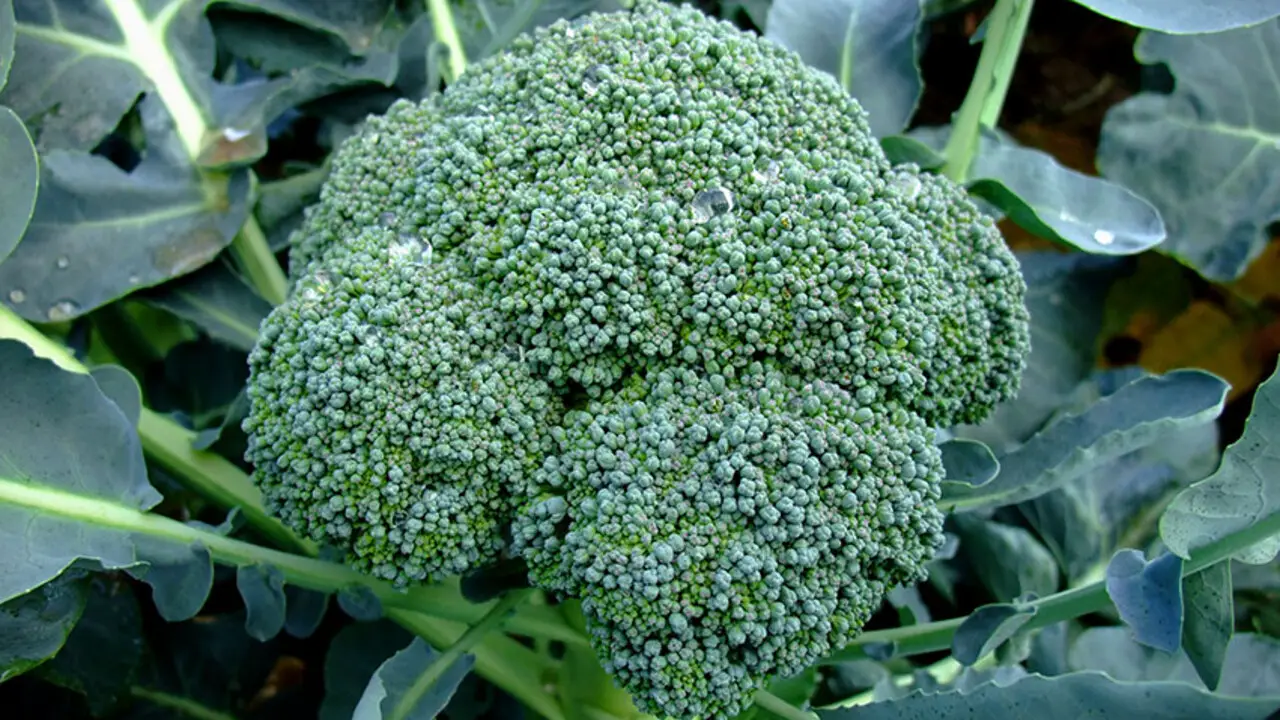 Caring For Your Broccoli
