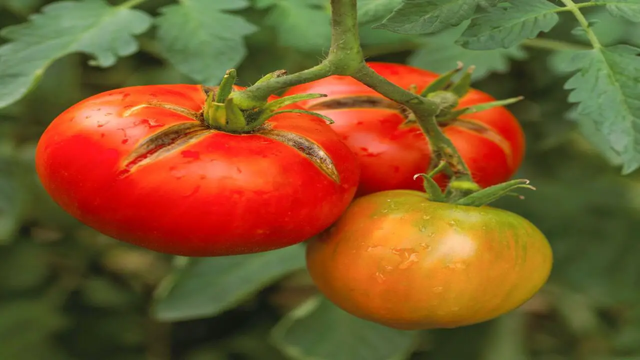Causes Of Tomato Splitting And Cracking