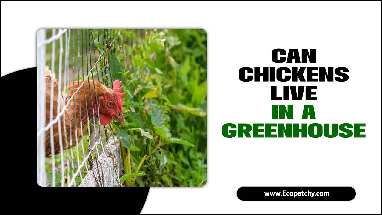 Chickens Live In A Greenhouse