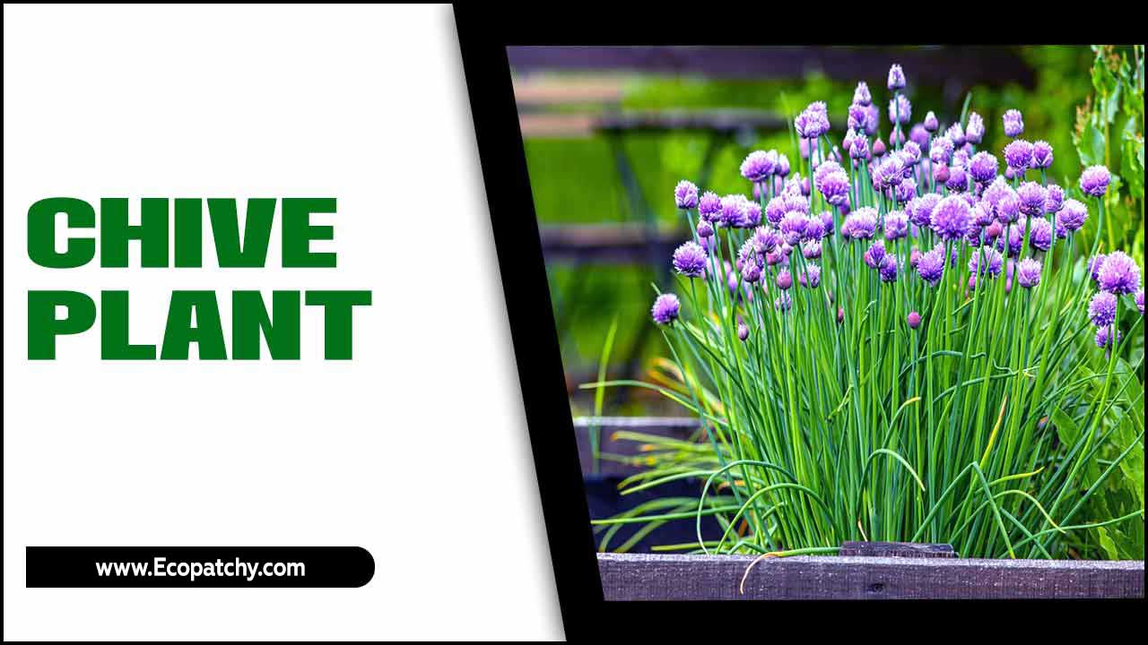 Chive Plant