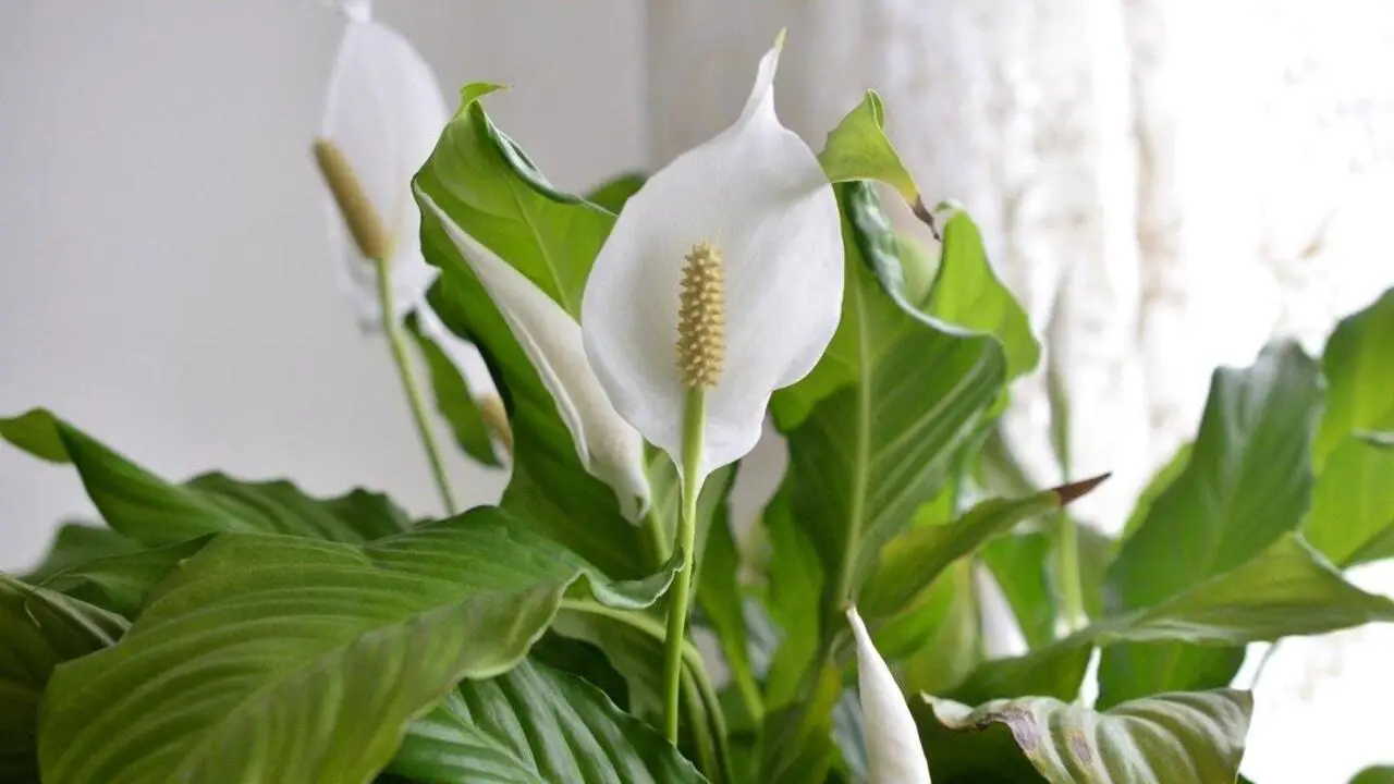 Choose A Spot For Your Peace Lily