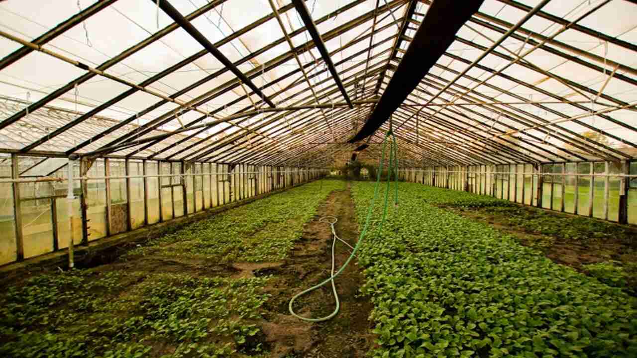 Choose A Suitable Greenhouse