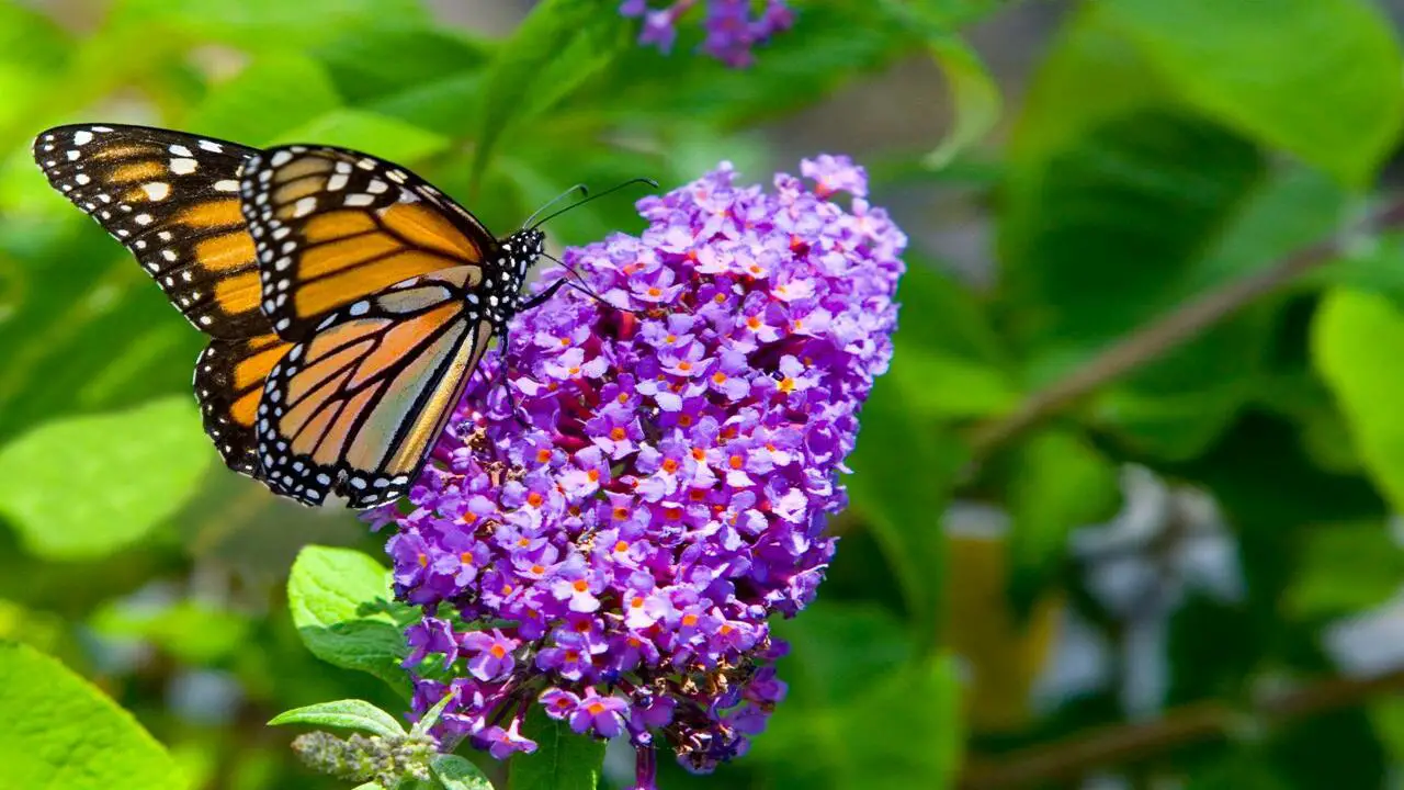 Choose The Butterfly Bush Varieties Best Suited For Your Gardening Needs