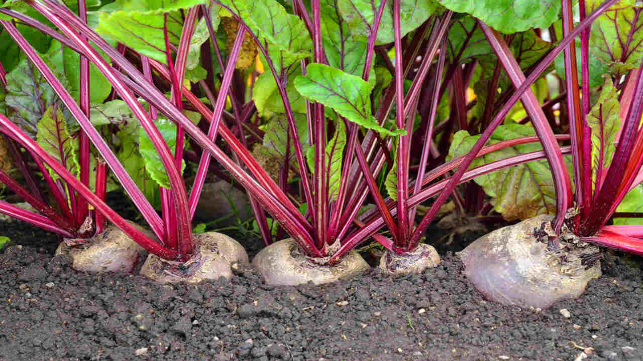 Choose The Right Beet Variety