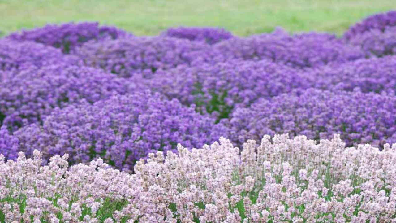 Choose The Right Type Of Lavender For Container Gardening
