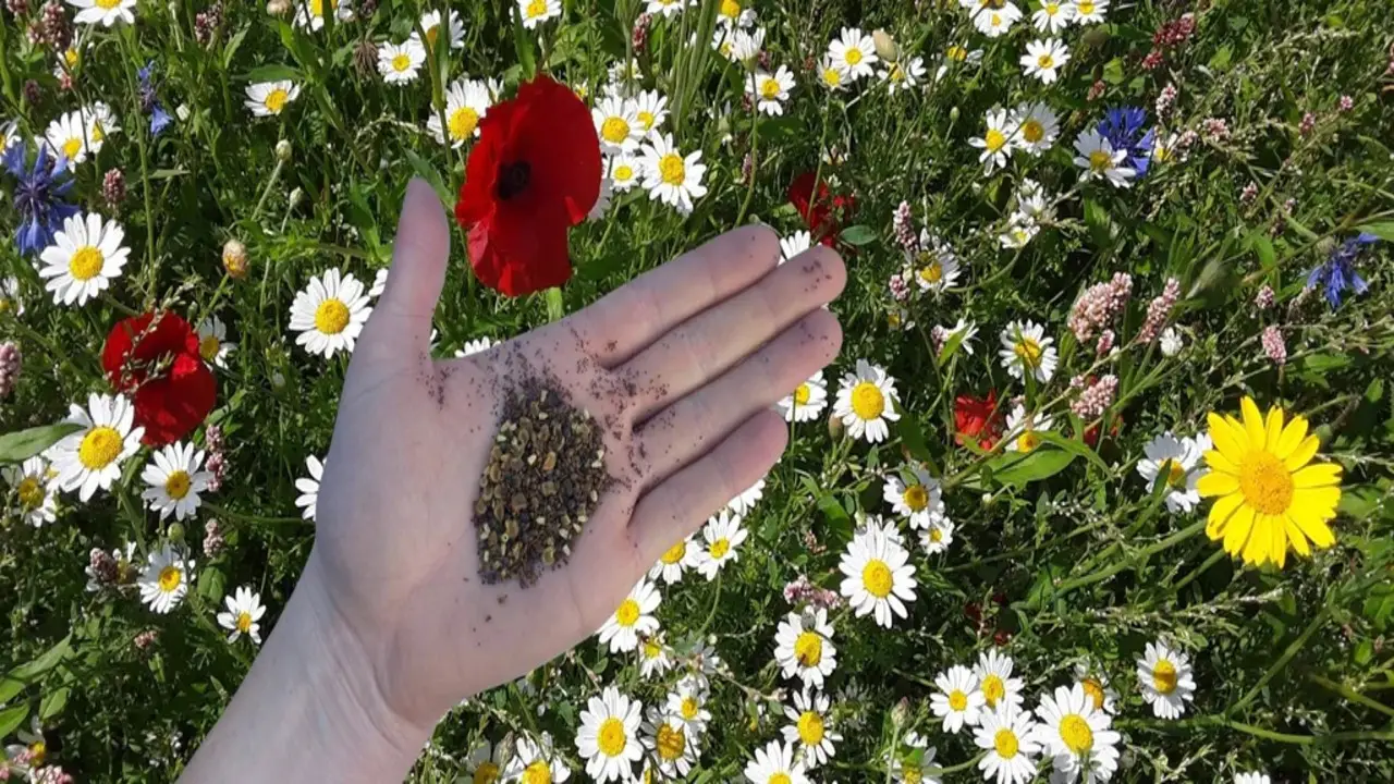 Choose The Right Wildflower Seeds For Your Region