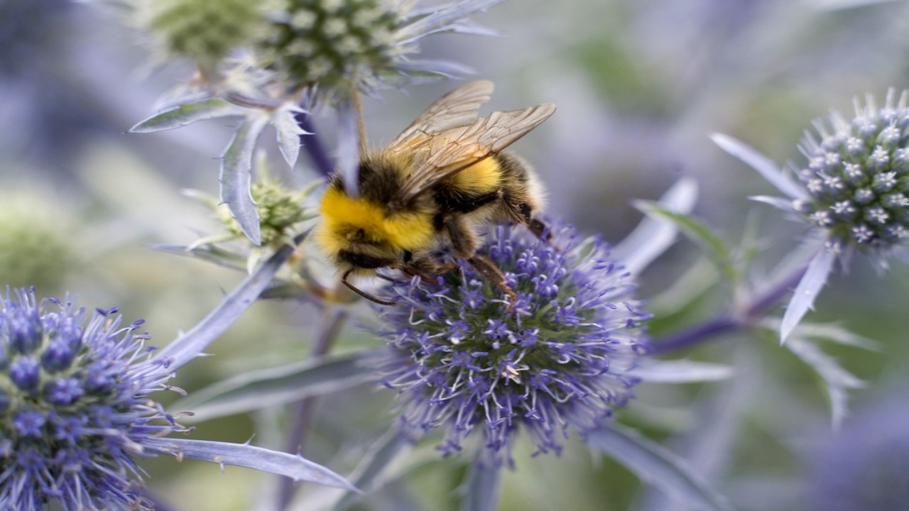 Choosing Bee-Friendly Plants For A Greenhouse