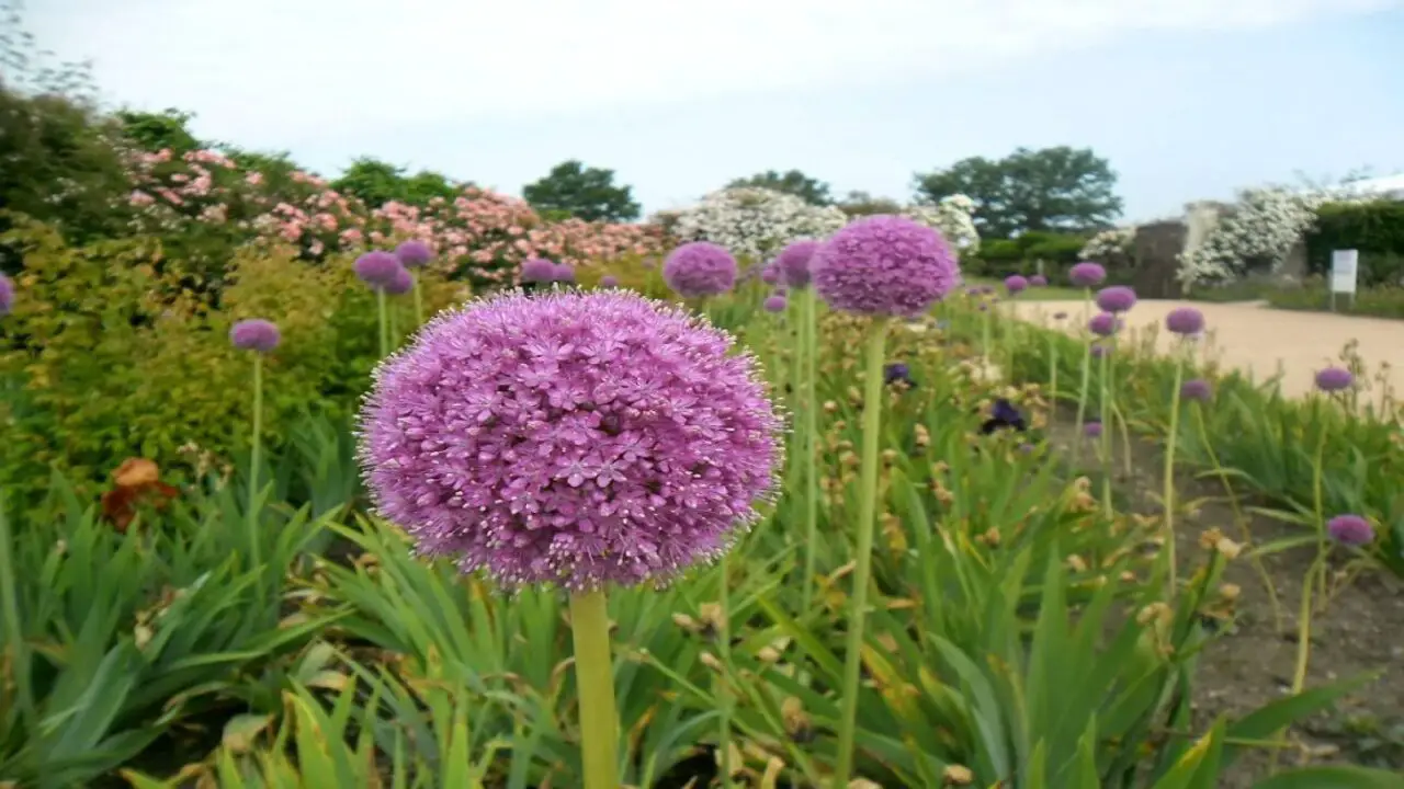Choosing The Perfect Location For Planting Alliums