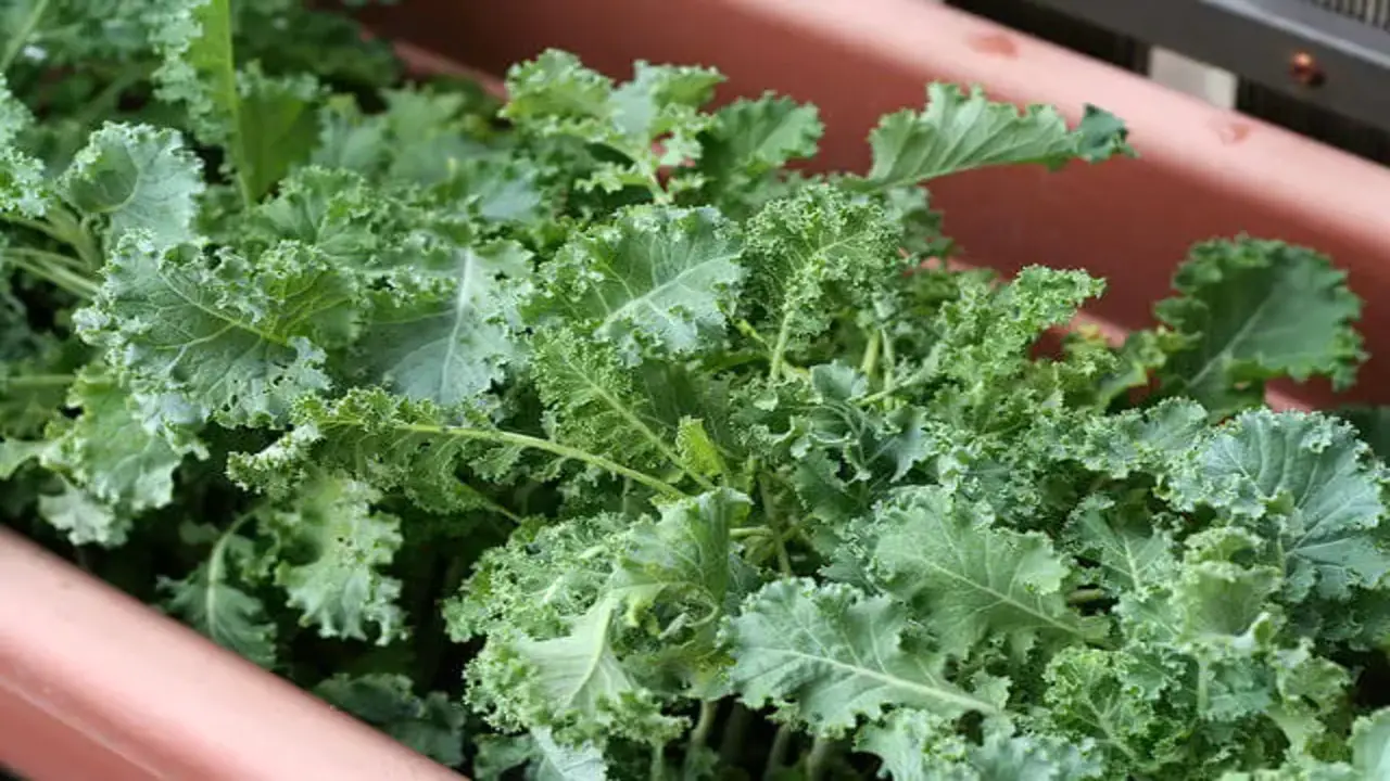 Choosing The Right Container For Kale