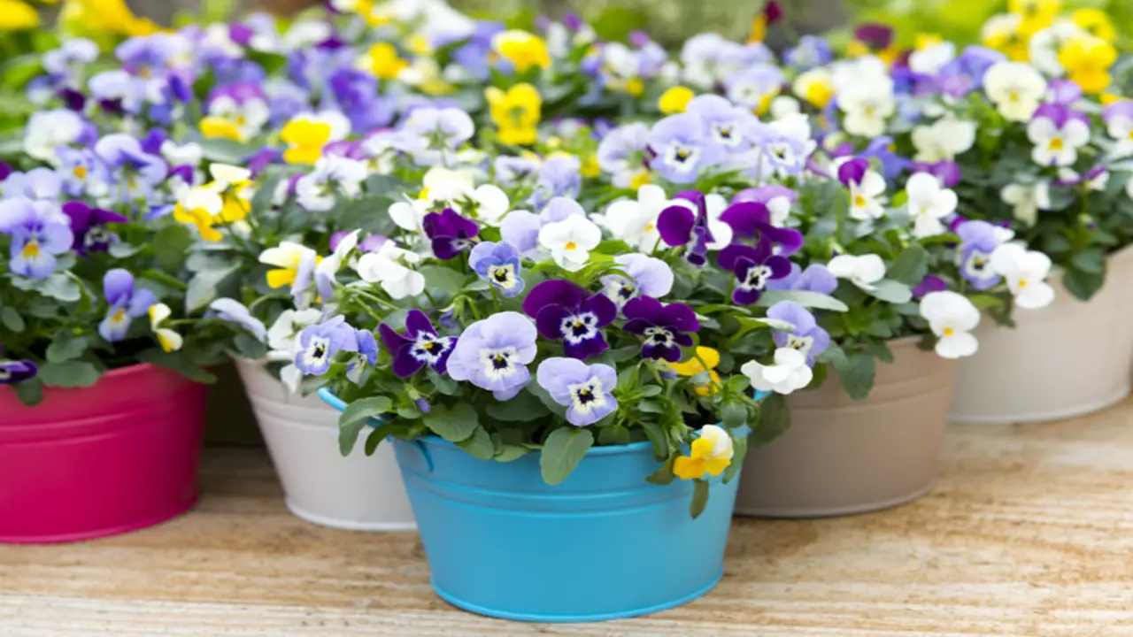 Choosing The Right Location For Pansies