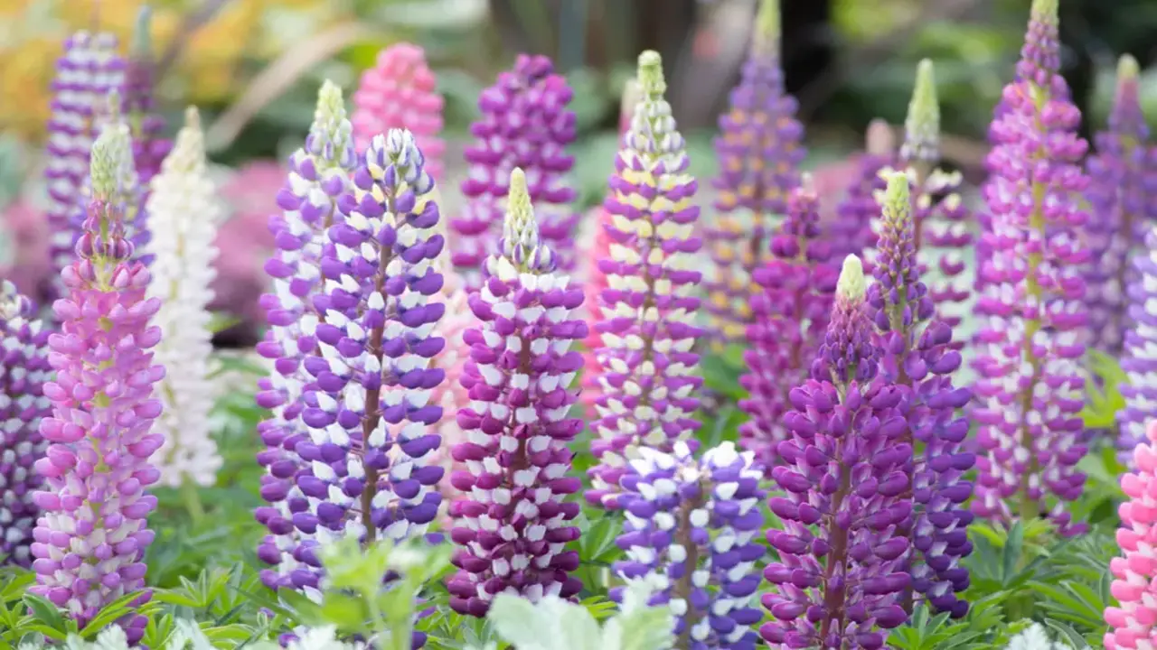 Choosing The Right Lupin Variety