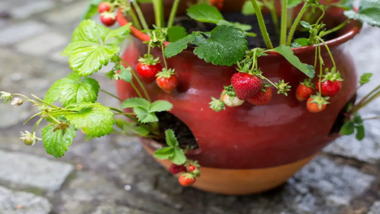 Choosing The Right Pot Or Container For Growing Strawberries