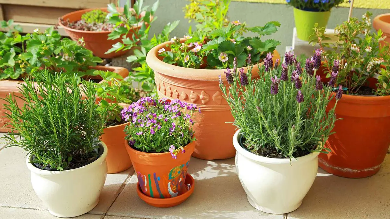 Choosing The Right Pot Or Container For Your Flowers
