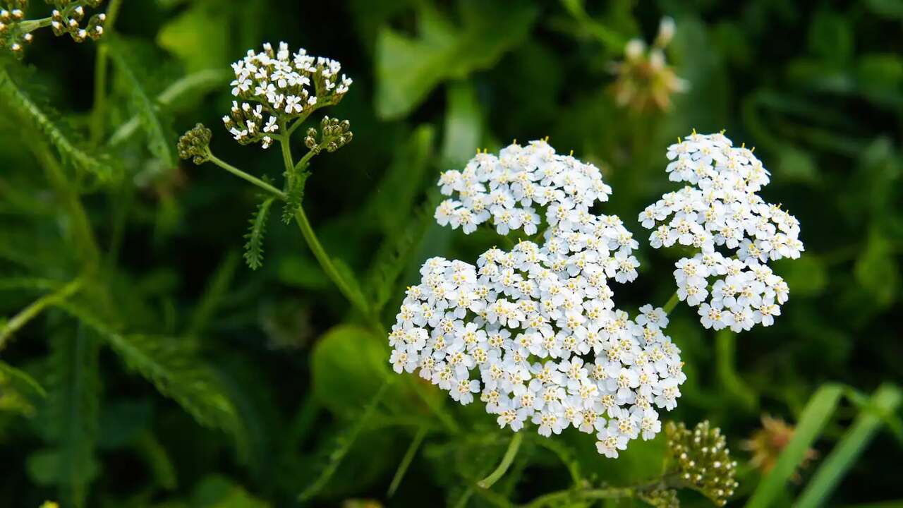 Choosing The Right Spot For Planting Yarrow