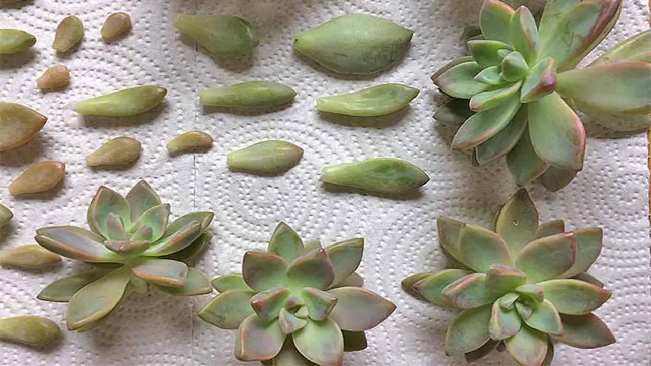 Choosing The Right Succulents For Propagation