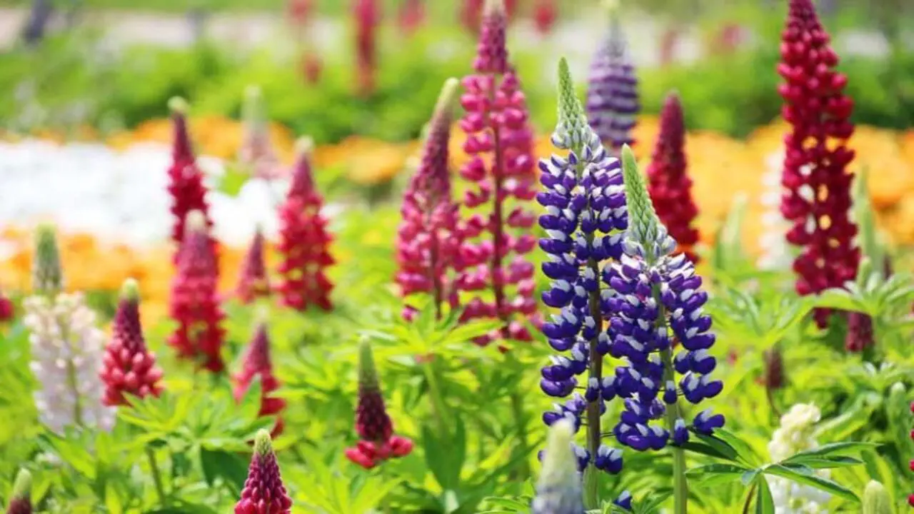 Choosing The Right Variety Of Lupins For Your Garden