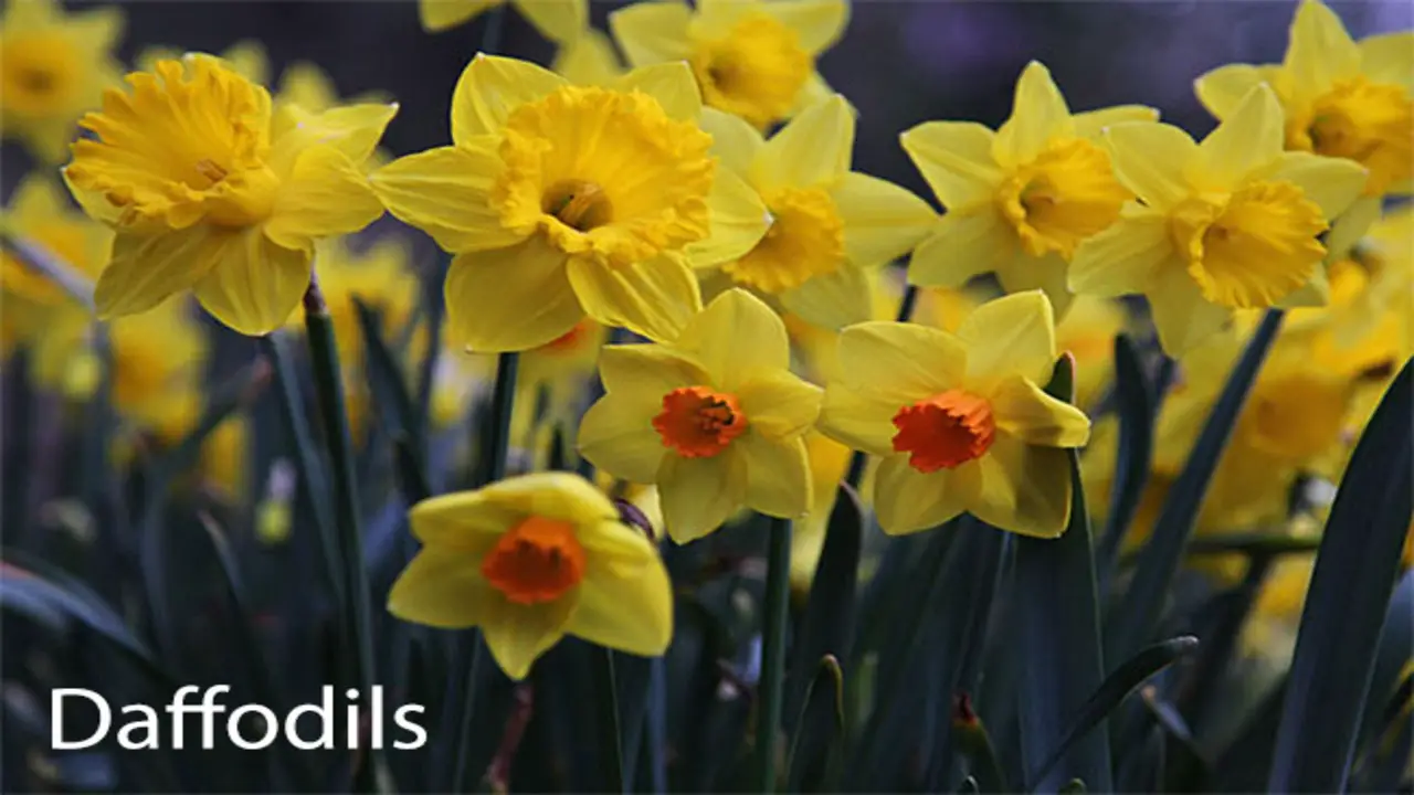 Classic Yellow Daffodils - Varieties And Care Tips