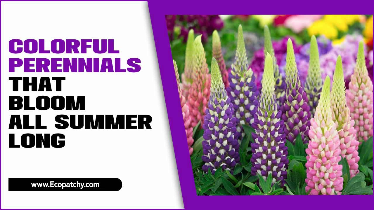 Colorful Perennials That Bloom All Summer Long