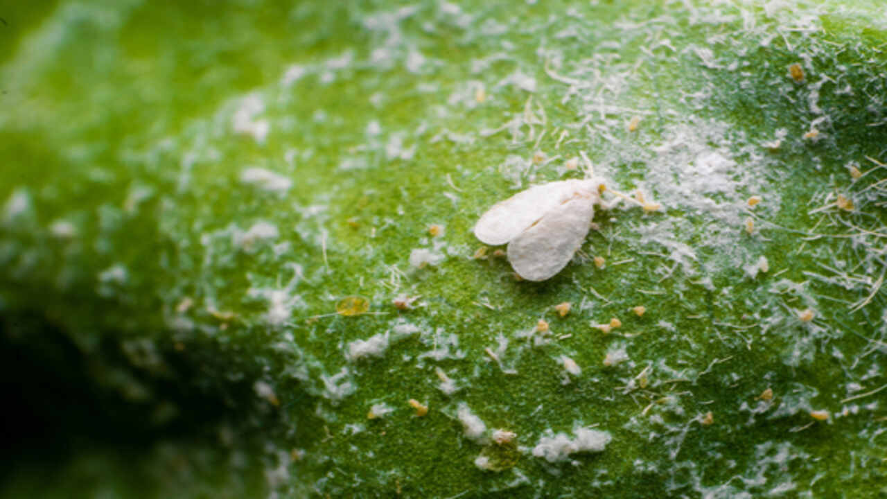 Common Mistakes To Avoid In Whitefly Control