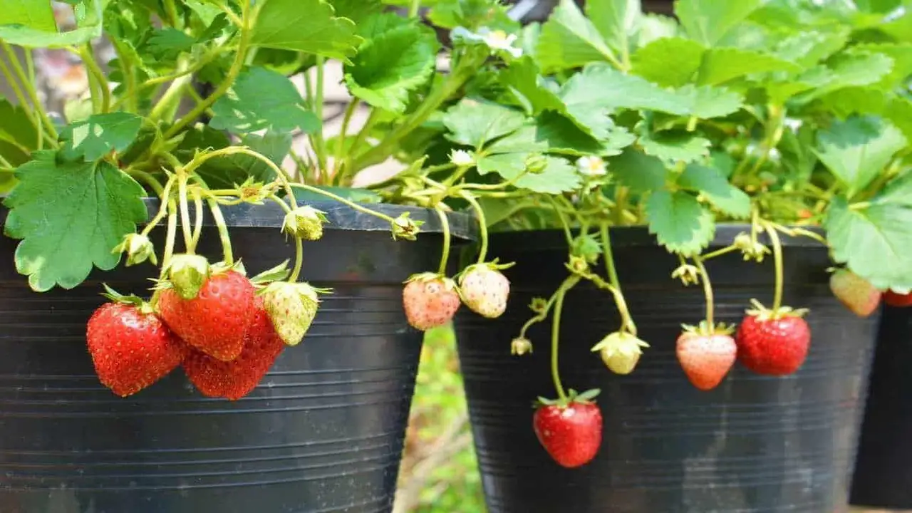 Common Mistakes To Avoid When Growing Strawberries In Pots And Containers