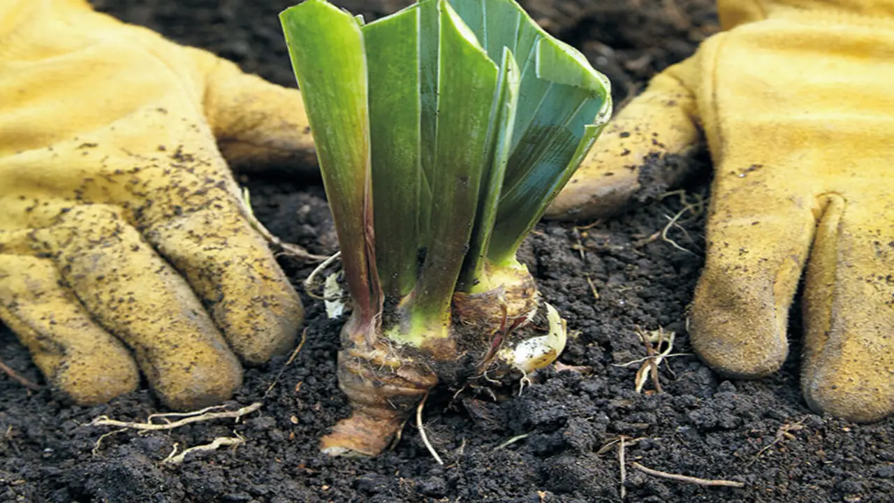 Common Mistakes To Avoid When Planting Iris Bulbs
