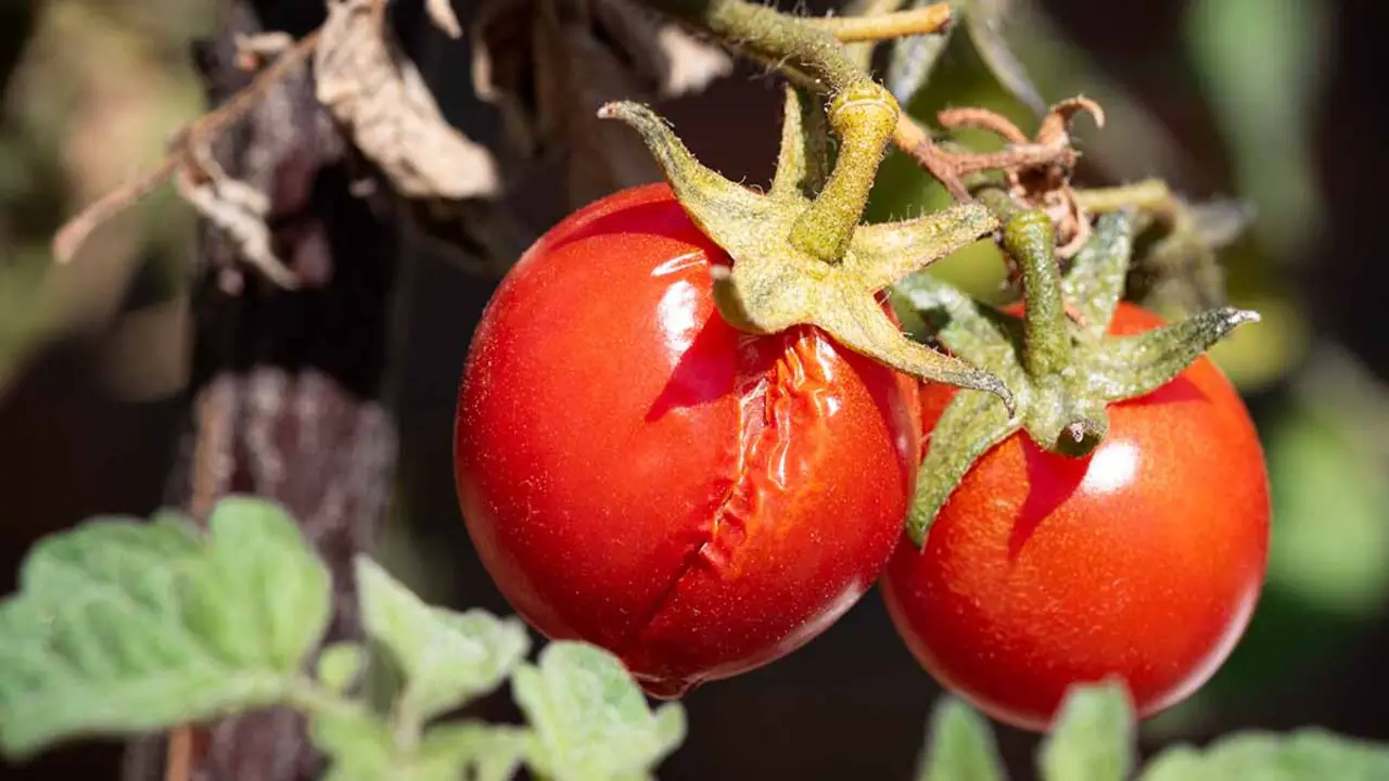 Common Myths And Misconceptions About Tomato Splitting And Cracking