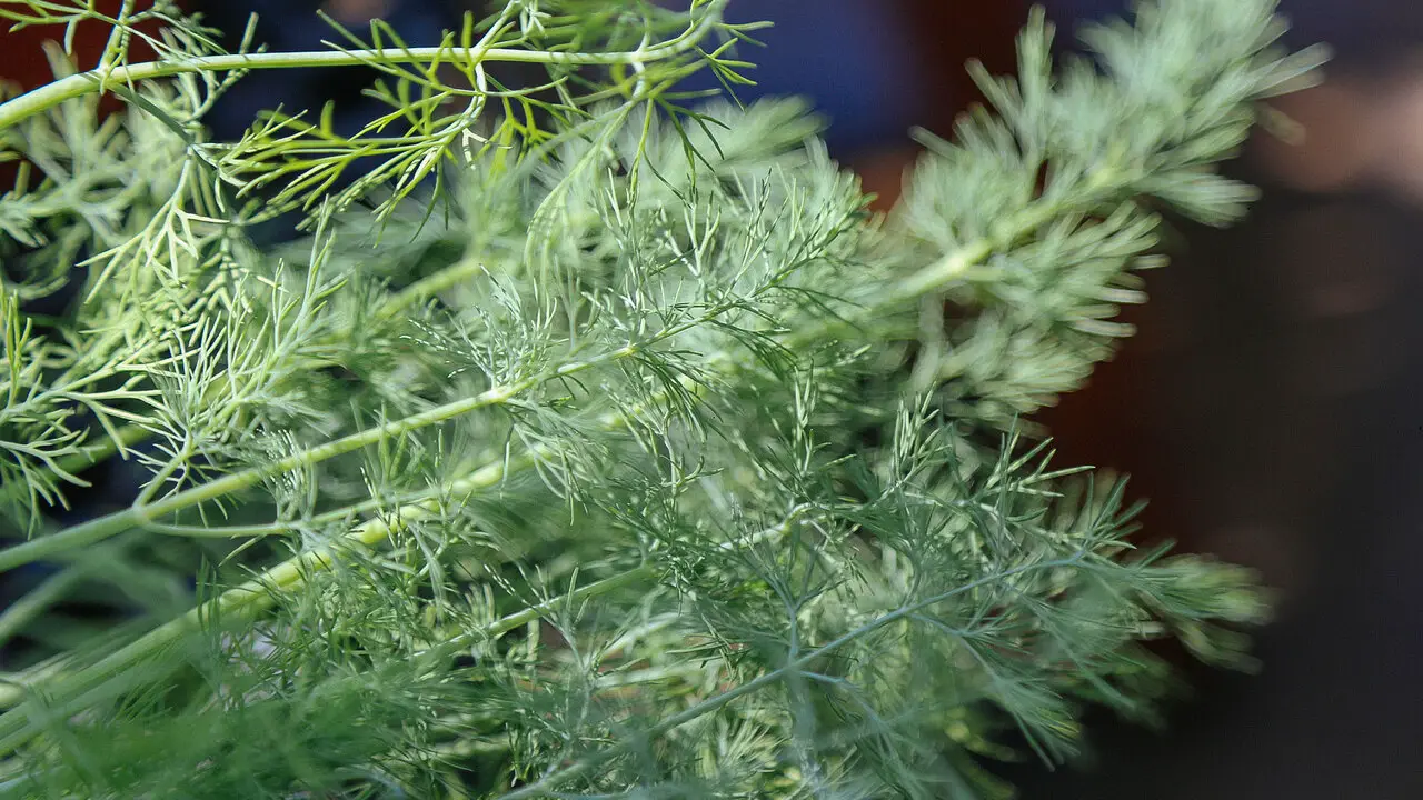 Common Problems With Growing Dill