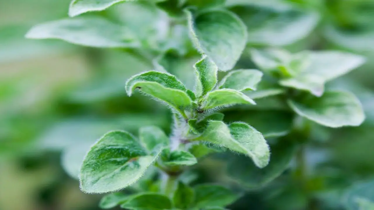 Common Problems With Growing Oregano