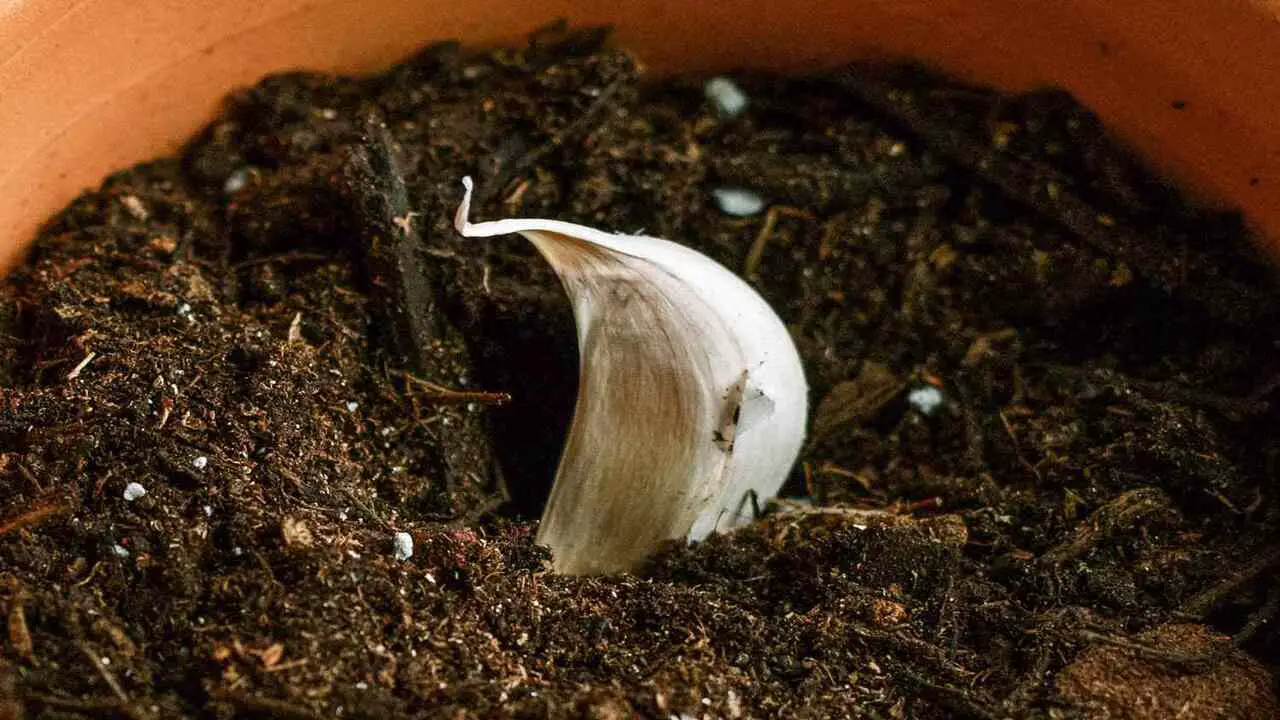 Common mistakes To Avoid When Growing Garlic in Containers