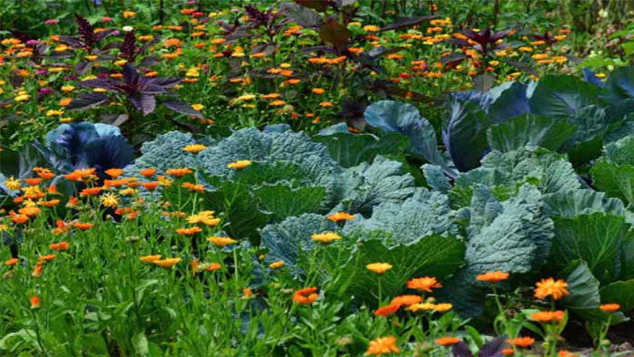 Companion Planting For Higher Yields And Healthier Gardens- Farming Guide