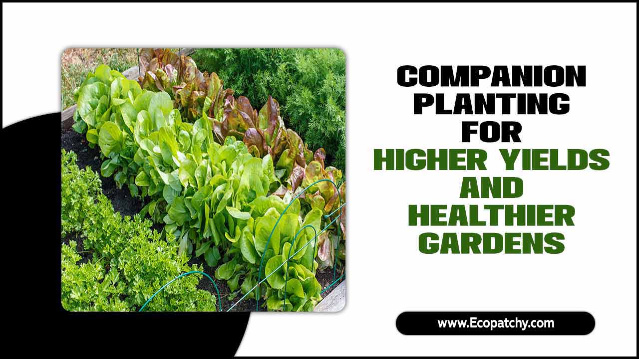 Companion Planting For Higher Yields And Healthier Gardens