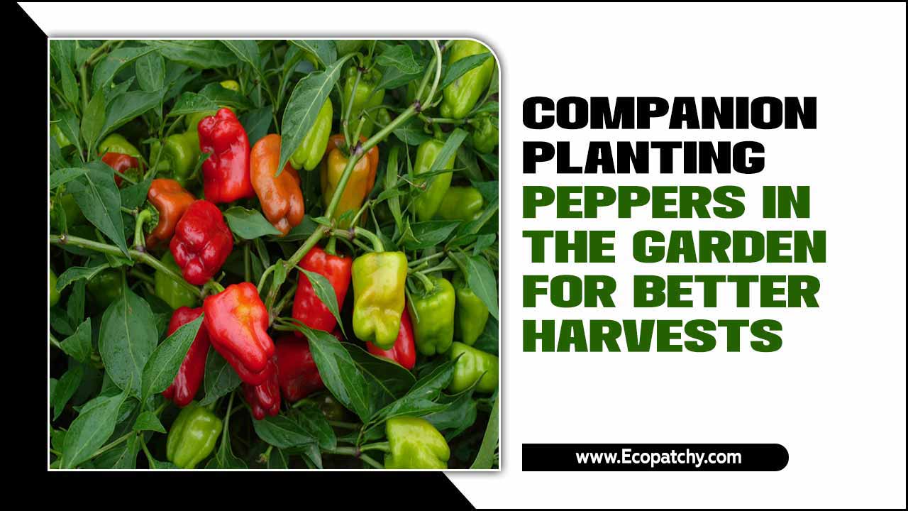 Companion Planting Peppers In The Garden For Better Harvests